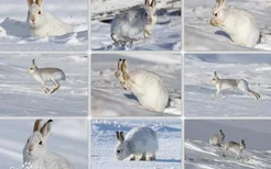极地动物：雪兔-兔科兔属动物