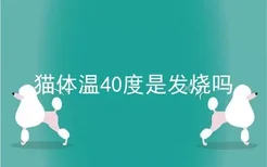 猫体温40度是发烧吗