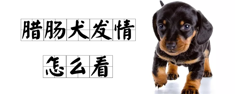 腊肠犬发情怎么看