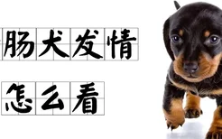 腊肠犬发情怎么看