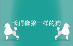 长得像狼一样的狗