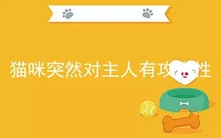 猫咪突然对主人有攻击性