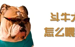 斗牛犬怎么喂养