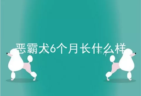 恶霸犬6个月长什么样