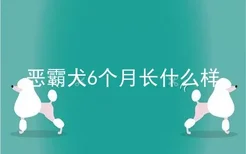 恶霸犬6个月长什么样