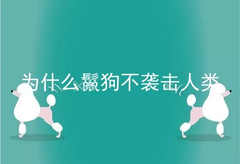 为什么鬣狗不袭击人类