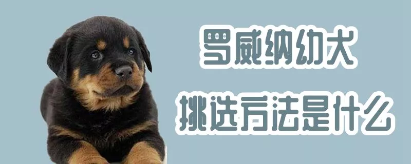 罗威纳幼犬挑选方法是什么