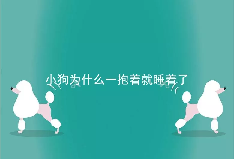 小狗为什么一抱着就睡着了