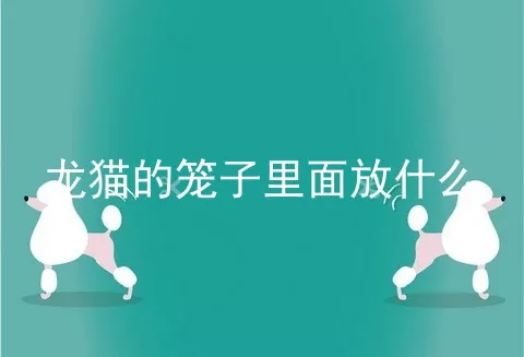 龙猫的笼子里面放什么