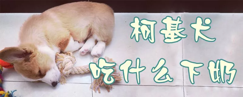 柯基犬吃什么下奶1