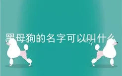 黑母狗的名字可以叫什么