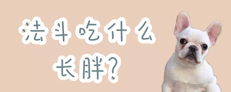 法斗吃什么长胖