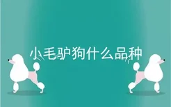 小毛驴狗什么品种