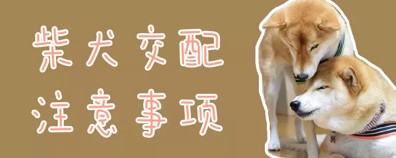 柴犬交配注意事项