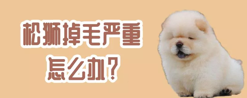 松狮掉毛严重怎么办