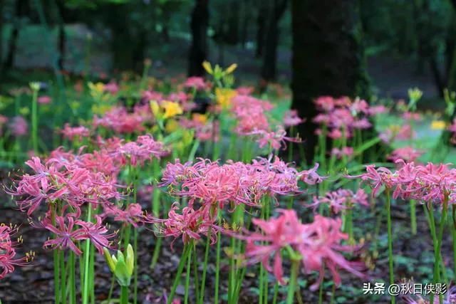 杭州新一轮花海旅游攻略（杭州这公园有一片石蒜花的海洋）(2)