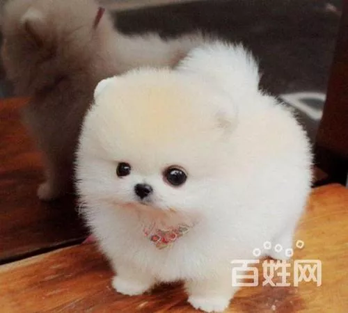 泰迪怎么挑选幼犬