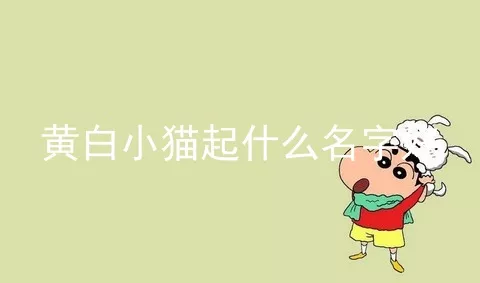 黄白小猫起什么名字好