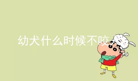 幼犬什么时候不咬人