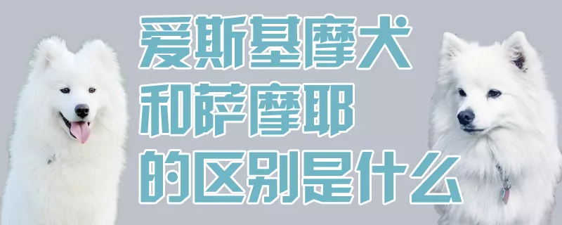 爱斯基摩犬和萨摩耶的区别是什么