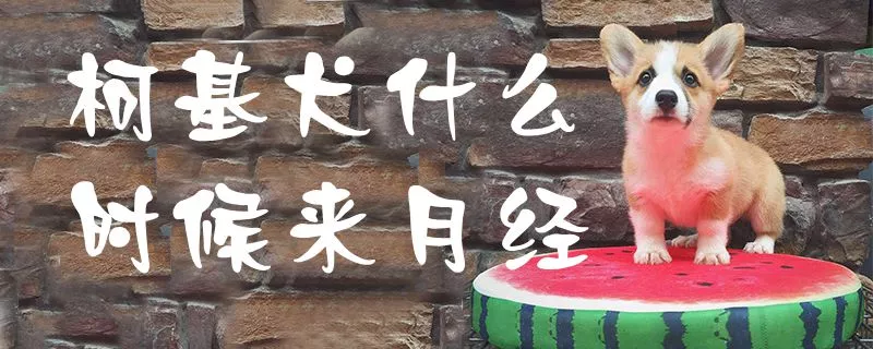 柯基犬什么时候来月经1