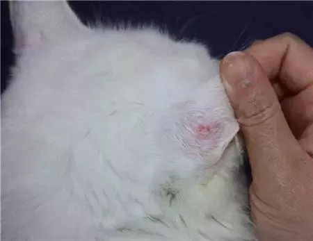 猫癣其实不用治(猫癣其实不用治好得快)