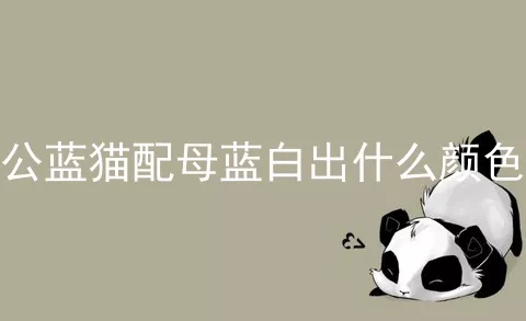 公蓝猫配母蓝白出什么颜色