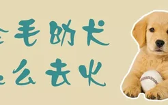 金毛幼犬怎么去火