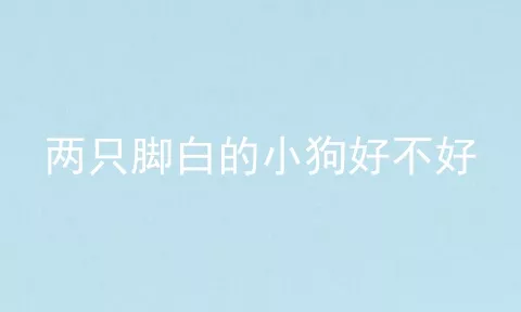 两只脚白的小狗好不好