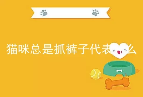 猫咪总是抓裤子代表什么