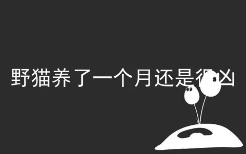 野猫养了一个月还是很凶