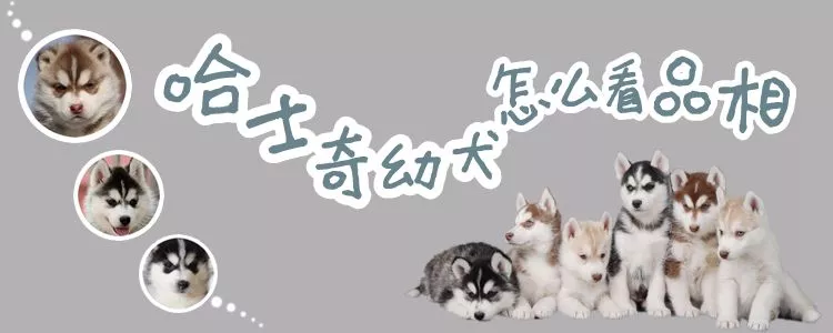 哈士奇幼犬怎么看品相