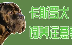 卡斯罗犬饲养注意事项