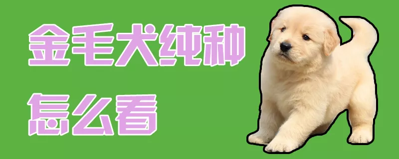 金毛犬纯种怎么看