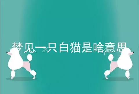 梦见一只白猫是啥意思