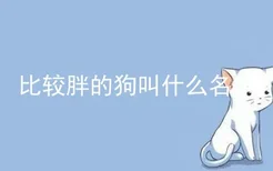 比较胖的狗叫什么名字