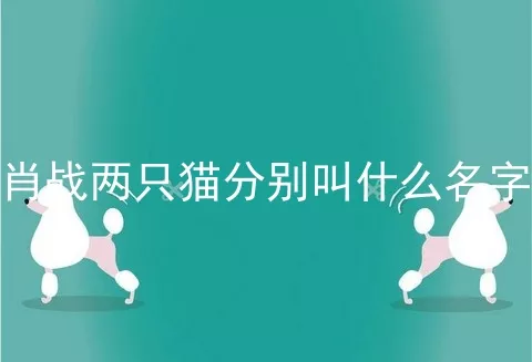 肖战两只猫分别叫什么名字