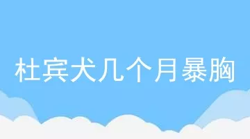 杜宾犬几个月暴胸