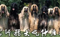 阿富汗猎犬吃什么狗粮