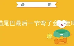 猫尾巴最后一节弯了会恢复吗