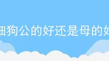 细狗公的好还是母的好