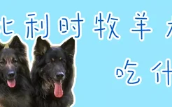 比利时牧羊犬吃什么