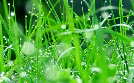 风雨兰有毒吗室内可养吗