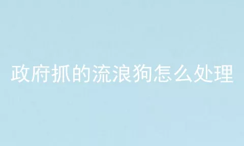 政府抓的流浪狗怎么处理