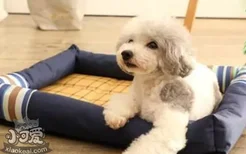 狗垫的好处 正确使用狗垫可以有这么多好处！