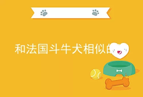 和法国斗牛犬相似的狗