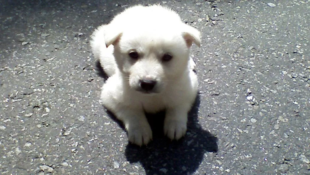 胡麻柴犬幼犬样子