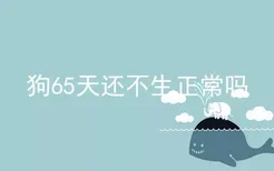 狗65天还不生正常吗