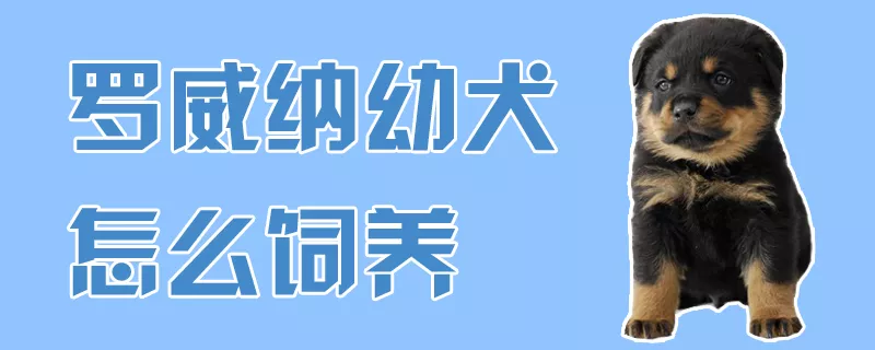 罗威纳幼犬怎么饲养