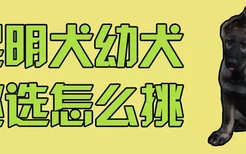 昆明犬幼犬挑选怎么挑